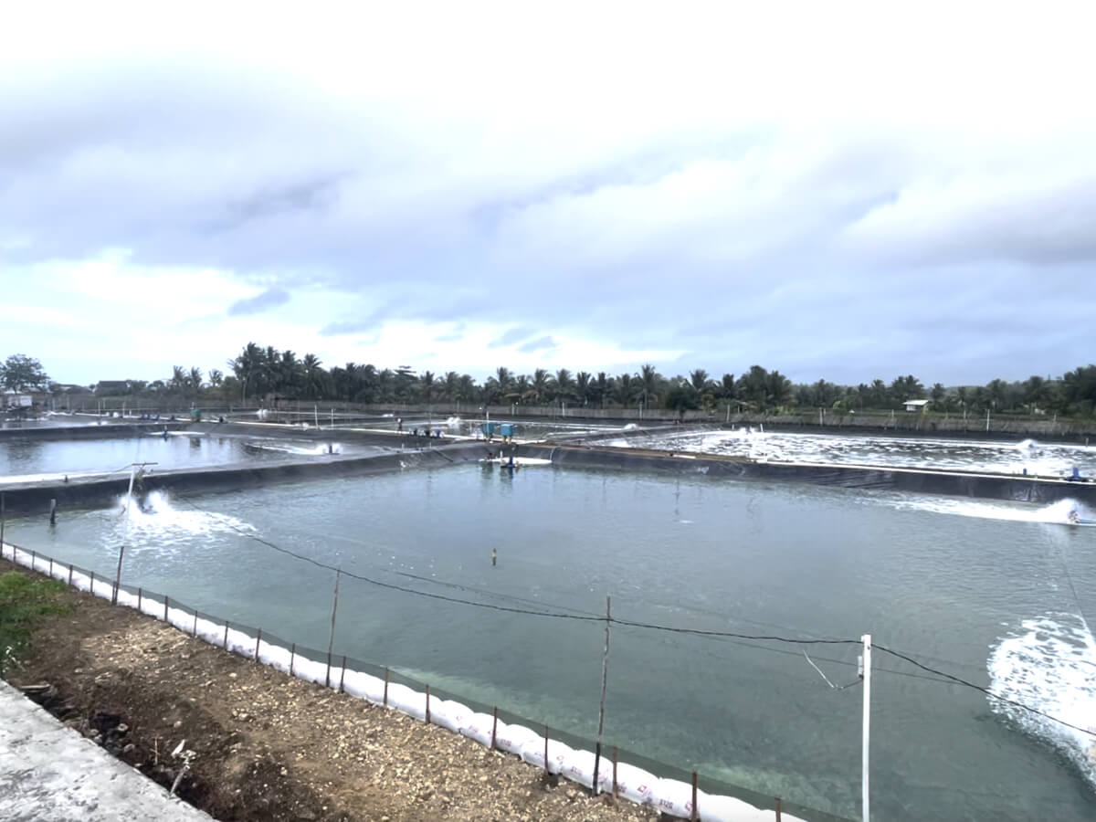 Shrimp Farm